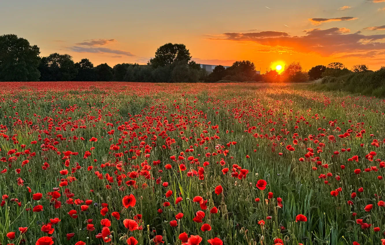Photo wallpaper summer, the sky, the sun, clouds, trees, sunset, flowers, red
