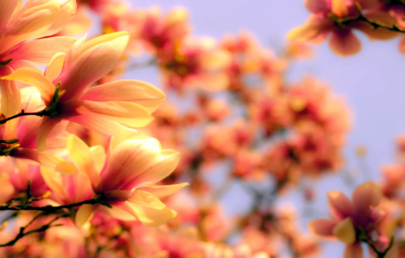 Photo wallpaper flowers, branches, nature, spring, petals, blur, bright, flowering