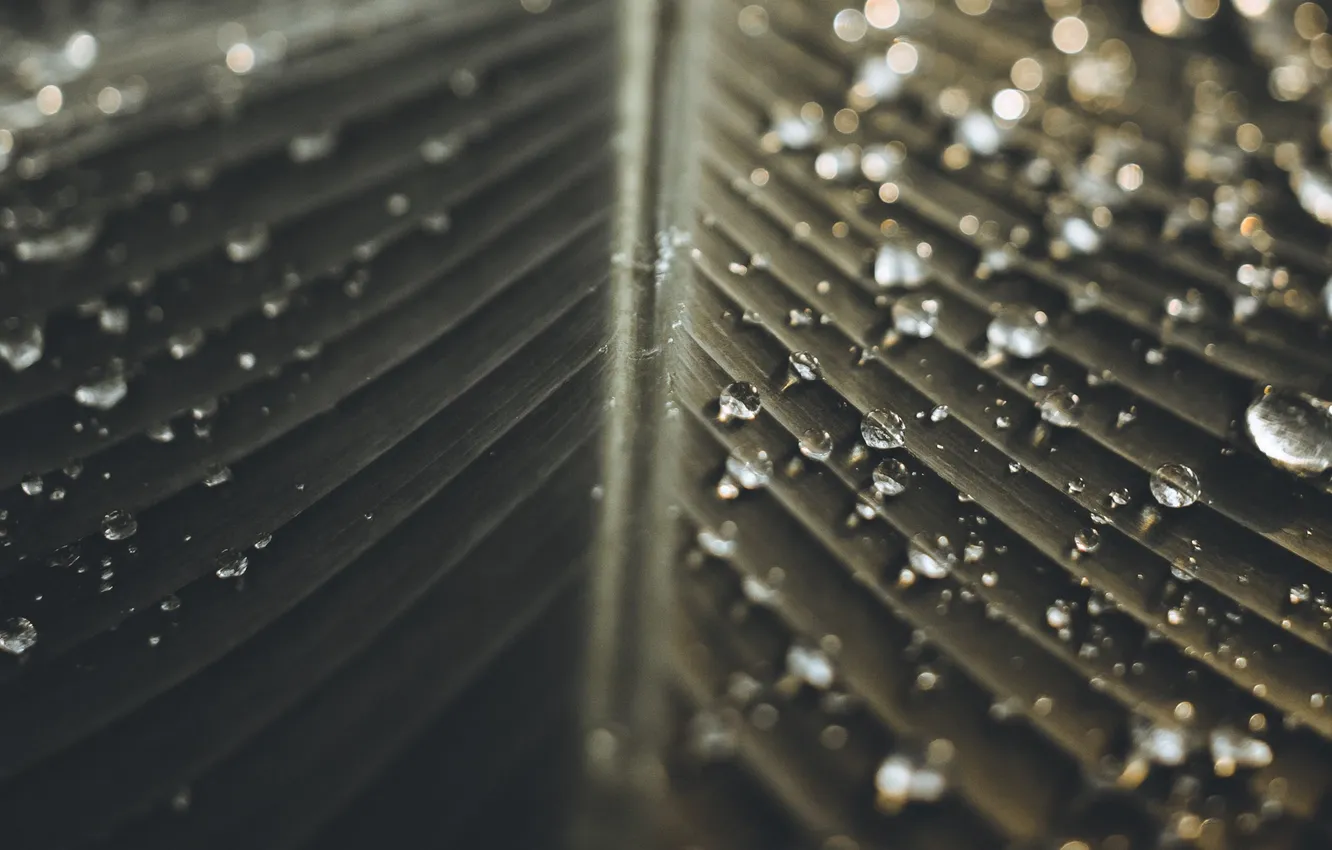 Photo wallpaper leaves, drops, macro, green, Rosa, green, macro