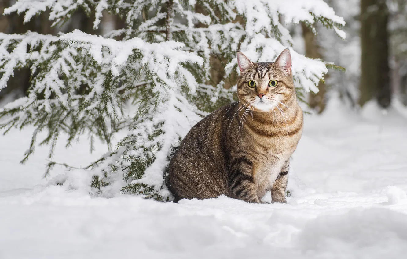 Photo wallpaper winter, cat, cat, snow, cat, Maxim Vyshar