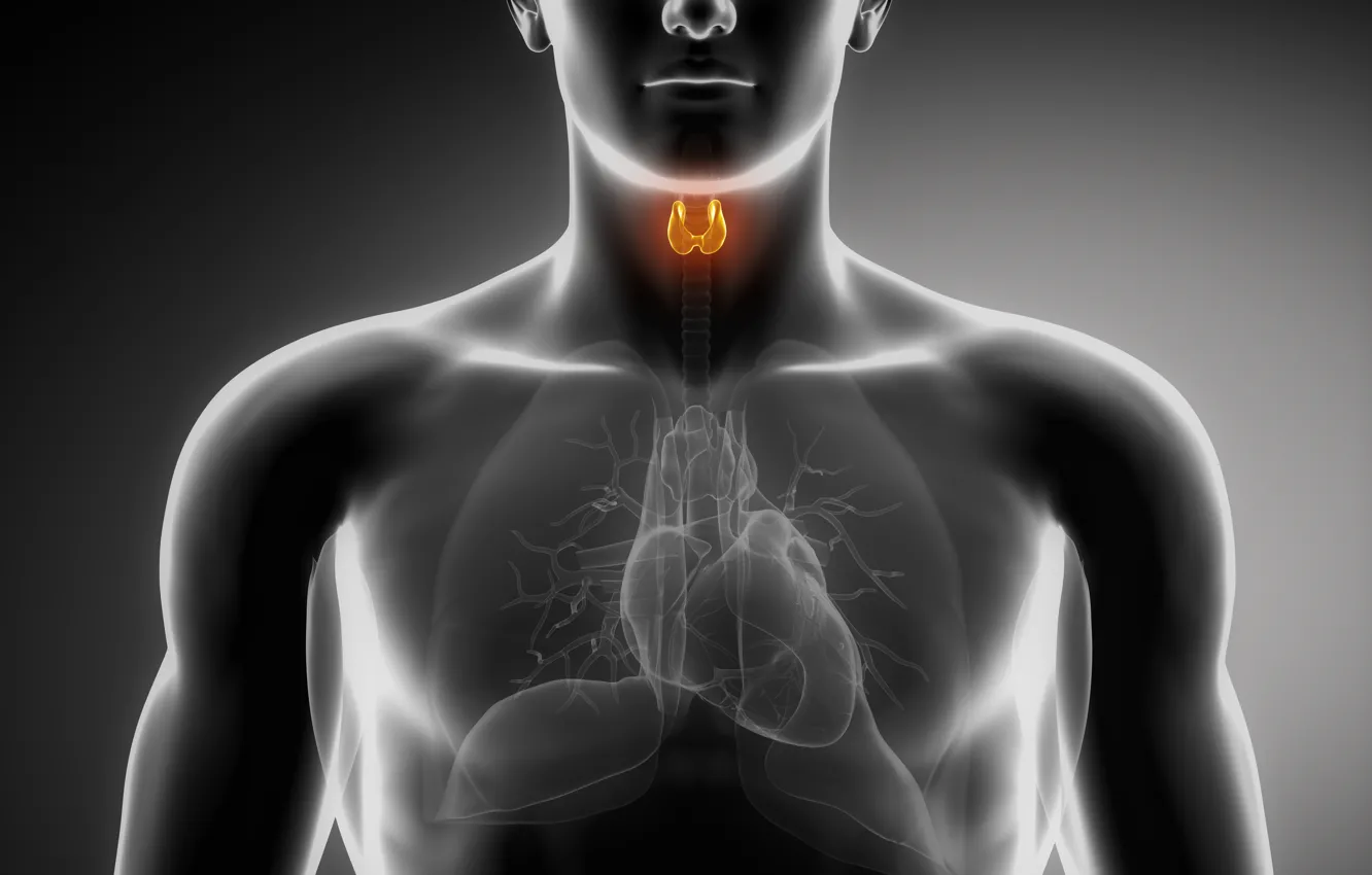 Photo wallpaper heart, lungs, organs, thyroid