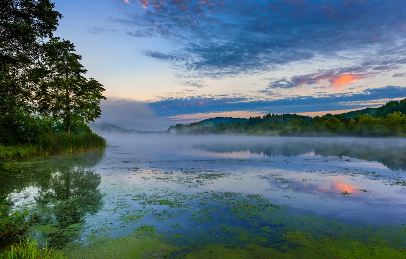Photo wallpaper forest, summer, lake