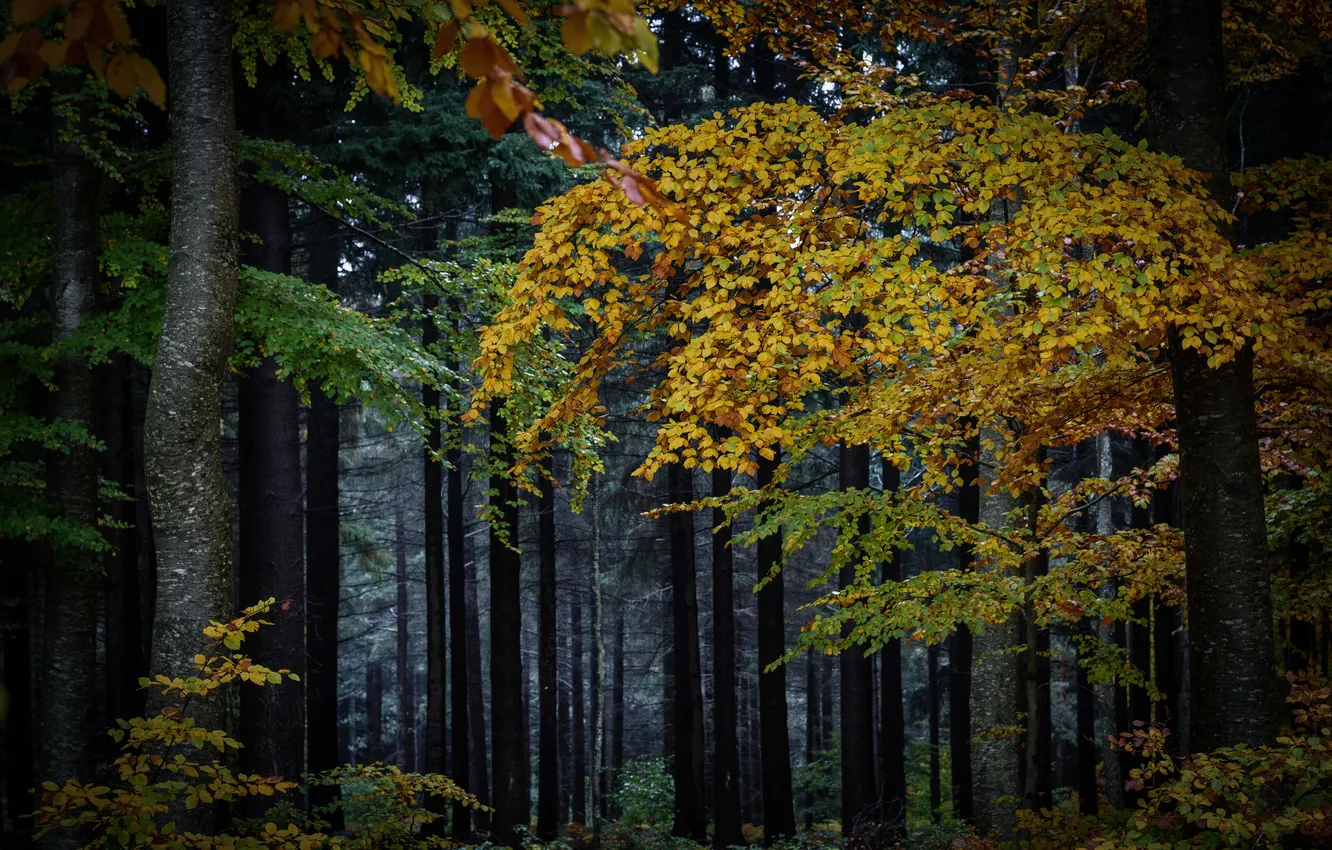 Photo wallpaper autumn, forest, trees, nature