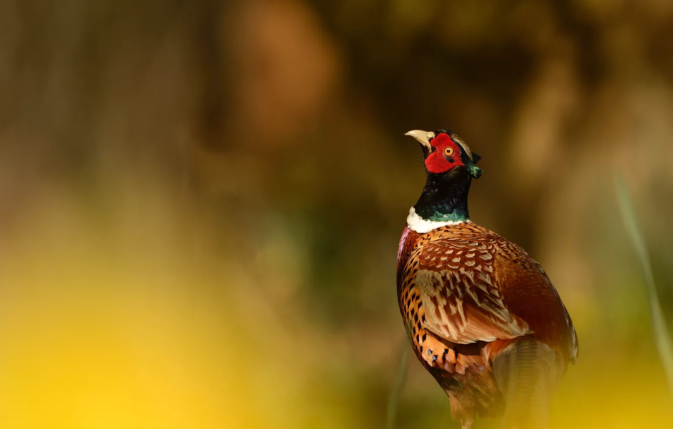 Photo wallpaper light, nature, background, bird, bokeh, pheasant