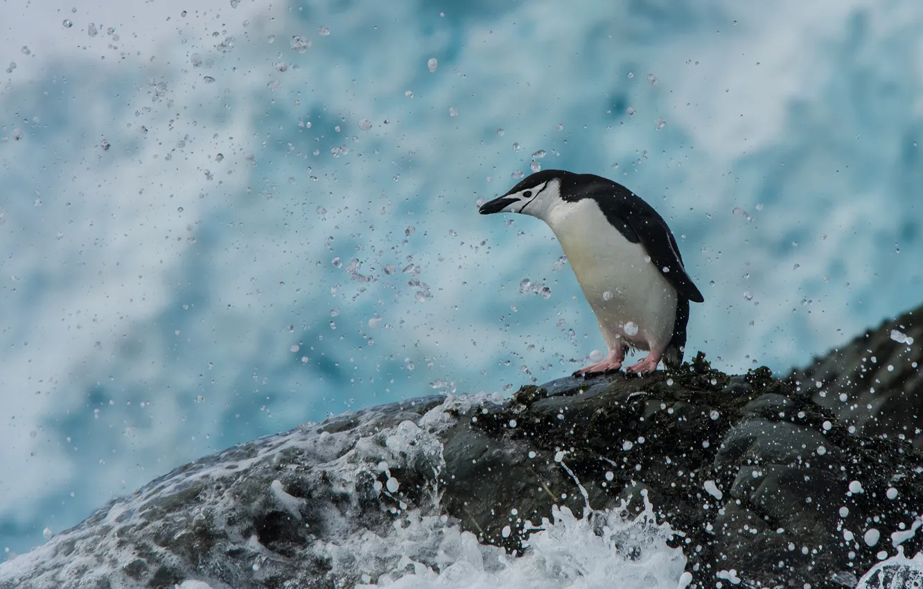 Photo wallpaper sea, water, squirt, bird, stone, penguin