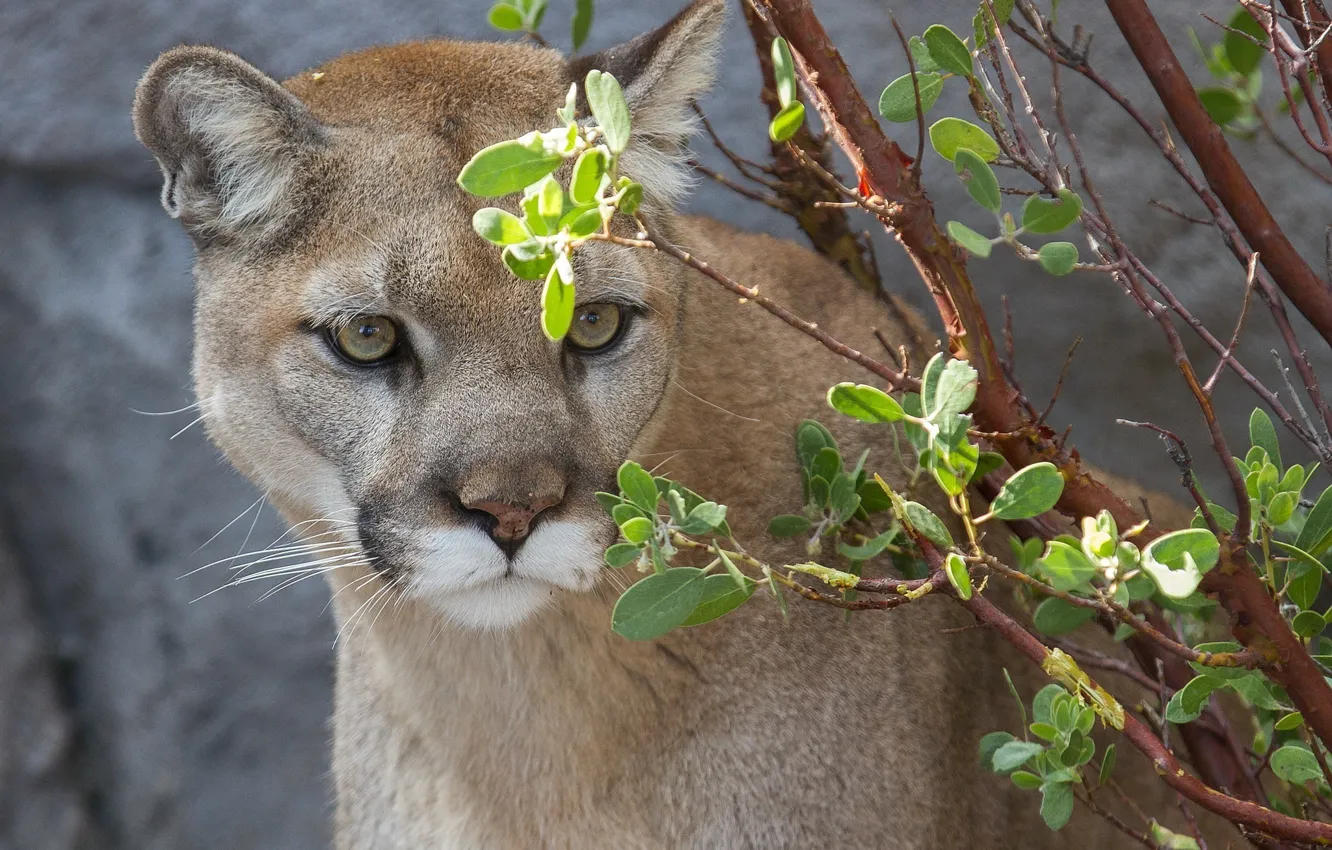 Photo wallpaper face, predator, Puma, wild cat, Cougar