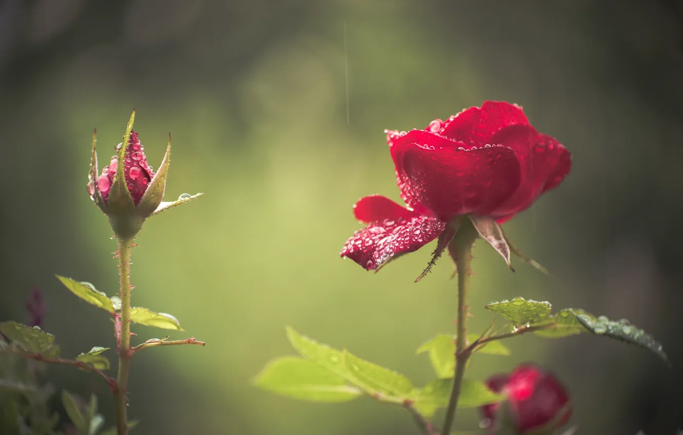 Photo wallpaper drops, roses, buds