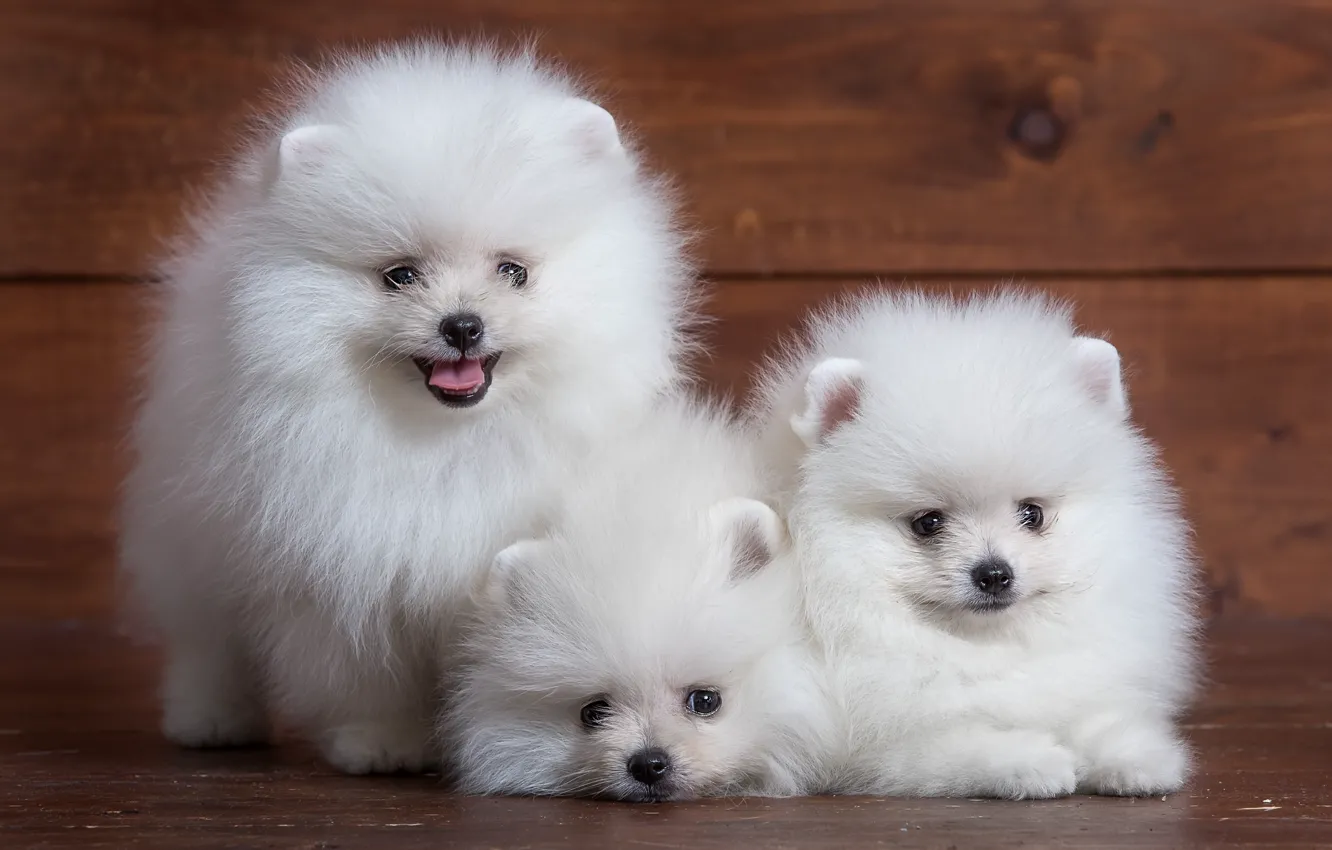 Photo wallpaper white, cute, puppy, trio, Spitz