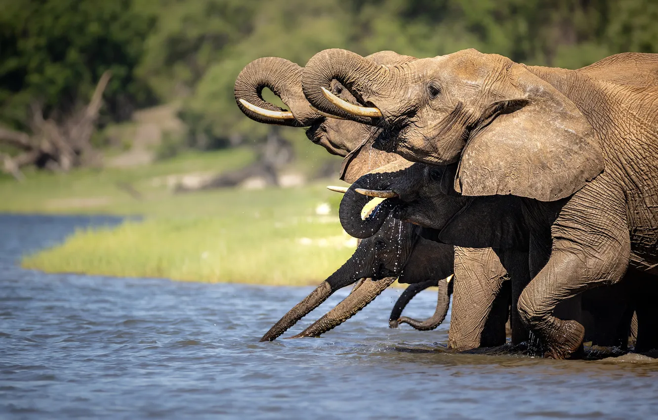 Photo wallpaper elephant, drink, pond