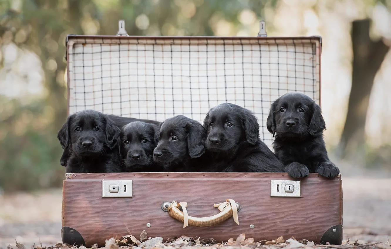 Photo wallpaper nature, black, dog, baby, puppy, suitcase, company, face