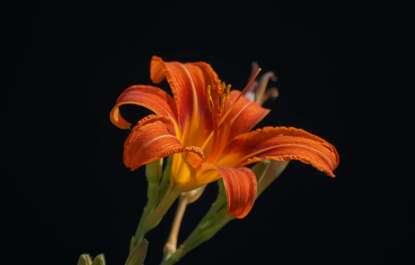 Photo wallpaper flowers, orange, the dark background