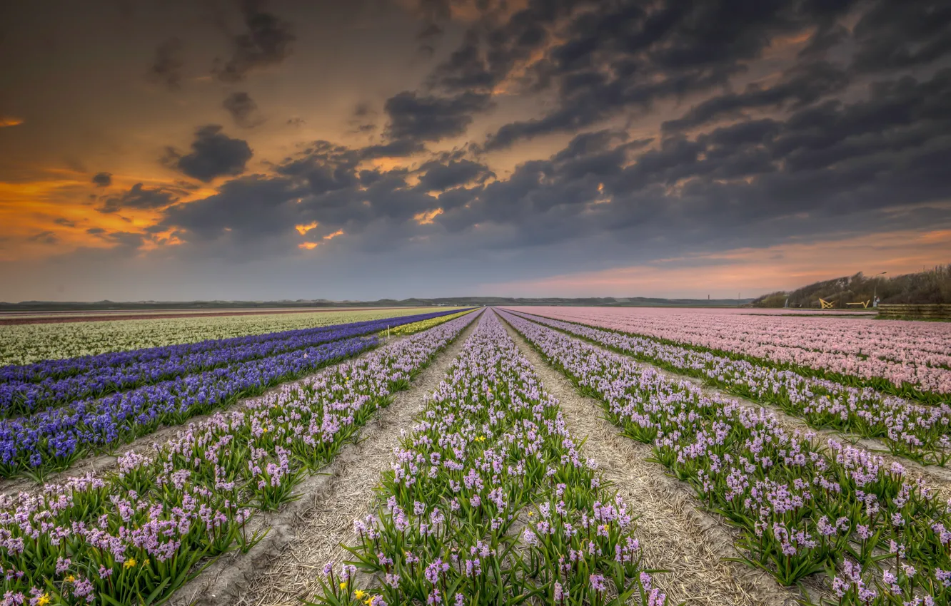 Photo wallpaper field, the sky, flowers, clouds, perspective, spring, dal, a number