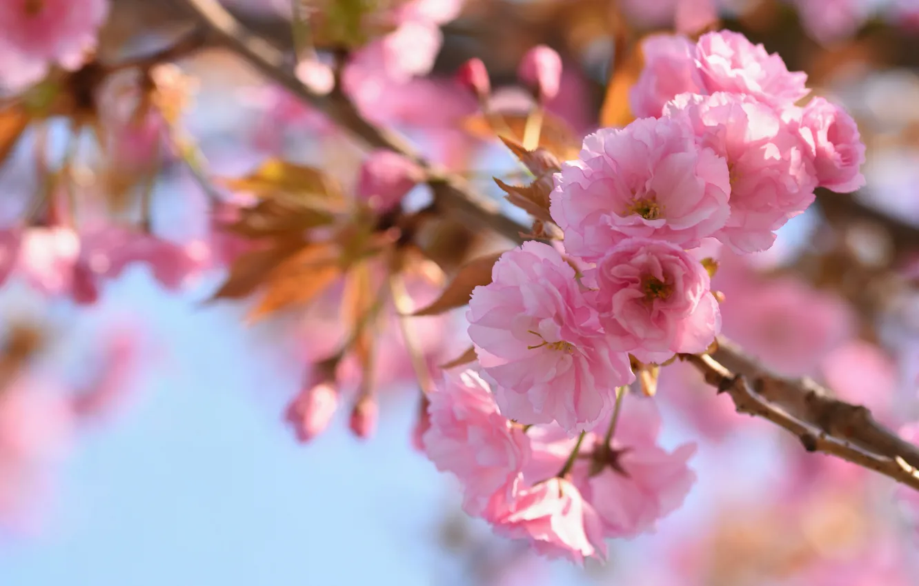 Photo wallpaper the sky, flowers, branches, spring, Sakura, pink, flowering, flowering tree