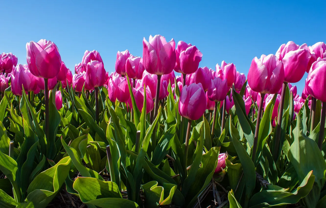 Photo wallpaper leaves, flowers, spring, tulips, pink, flowerbed, blue sky