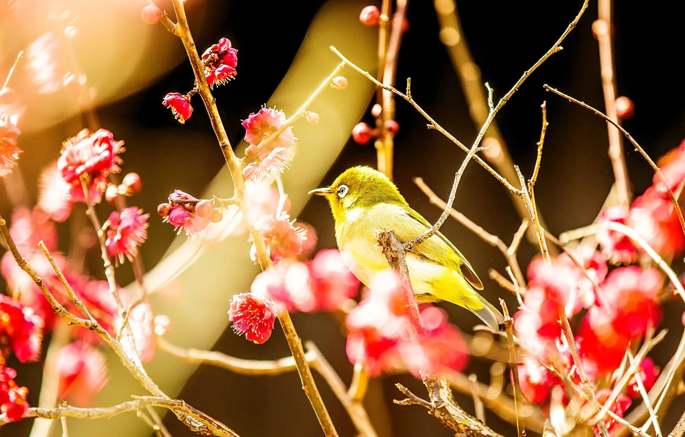 Photo wallpaper light, flowers, branches, bird, beauty, blur, spring, Sakura