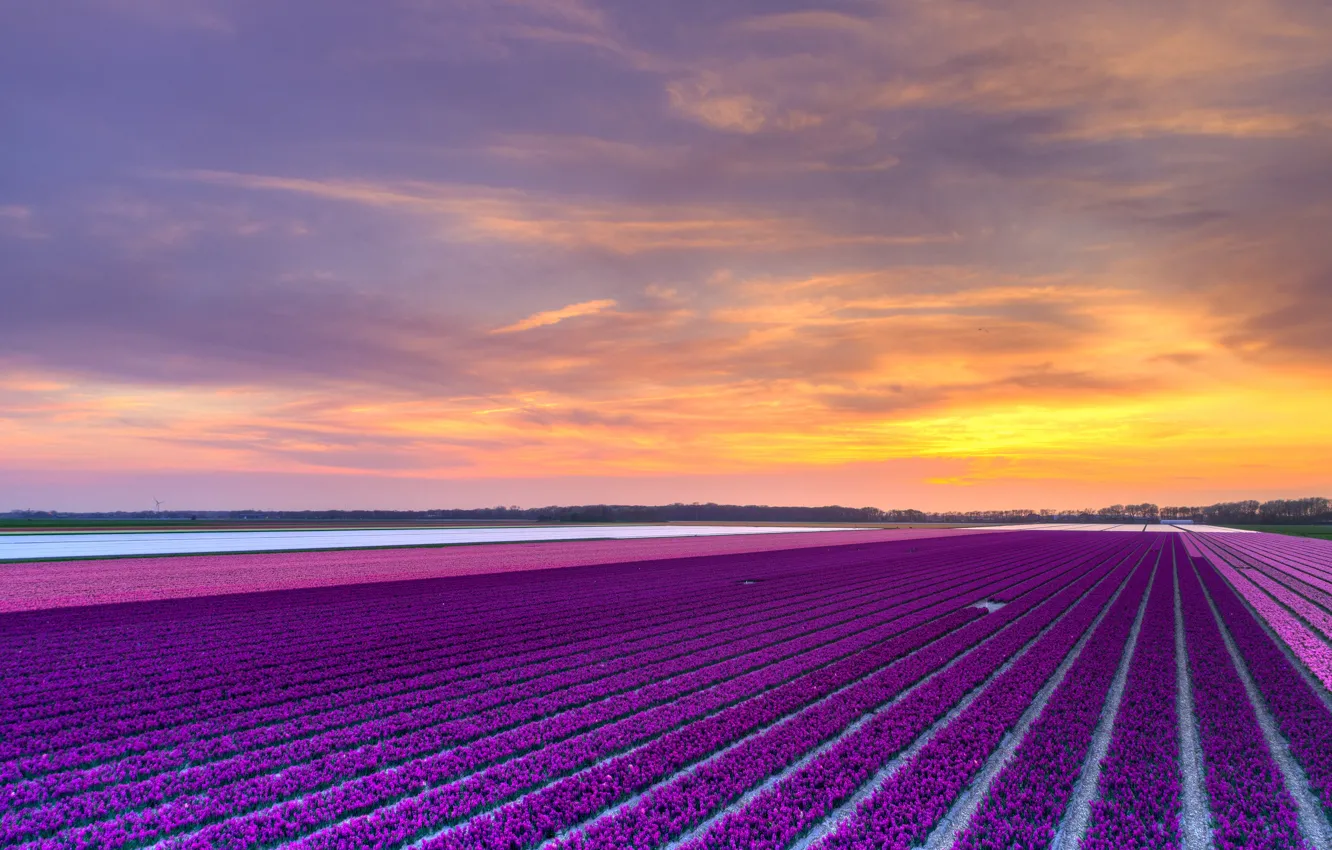 Photo wallpaper field, purple, the sky, clouds, line, sunset, flowers, strip
