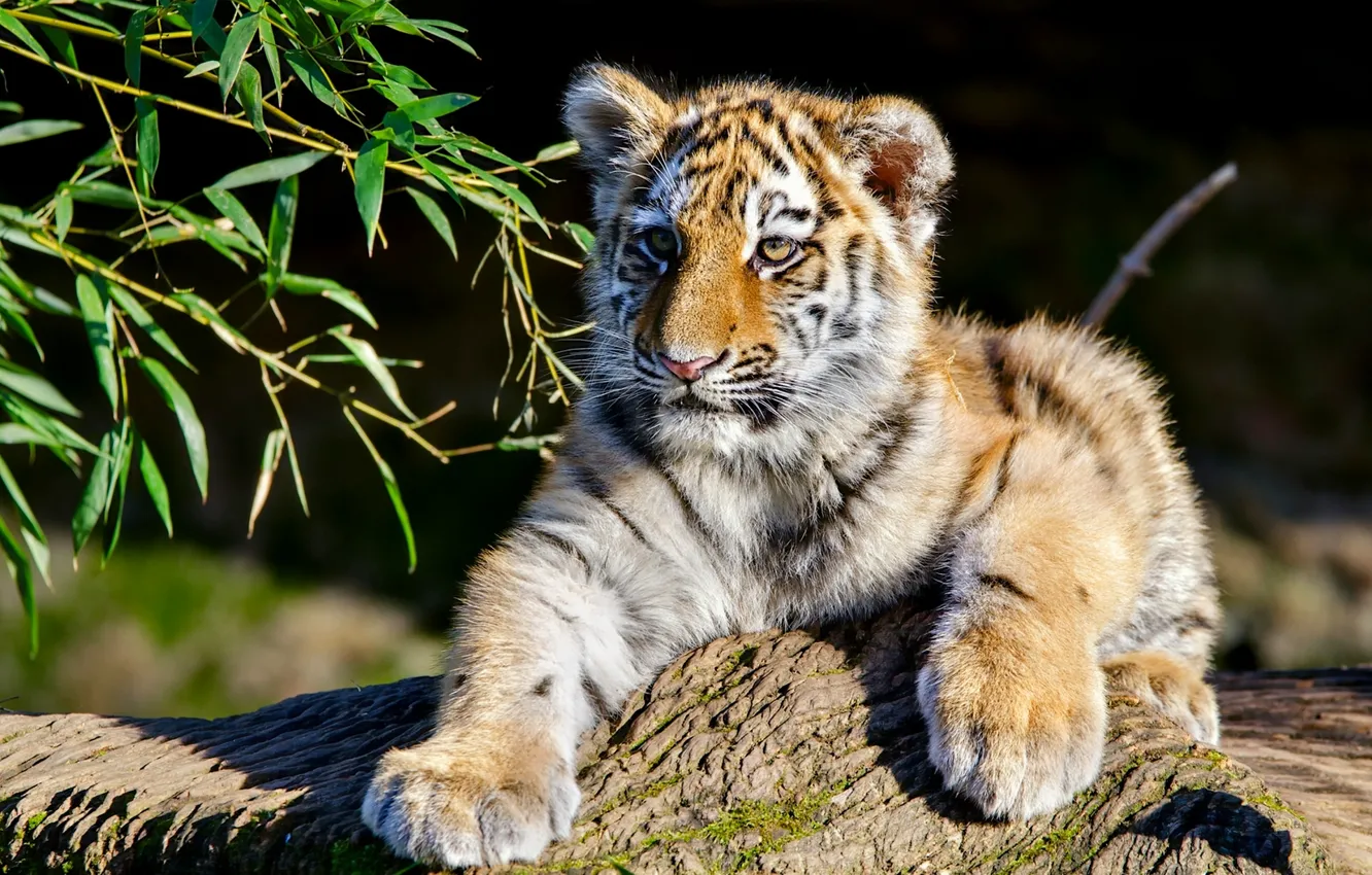 Photo wallpaper branches, tiger, cub, kitty, The Amur tiger, tiger