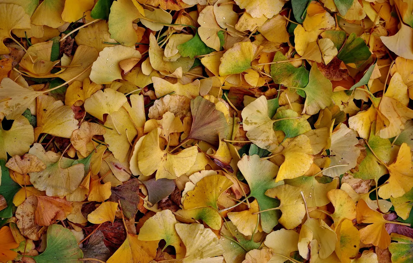 Photo wallpaper autumn, leaves, nature