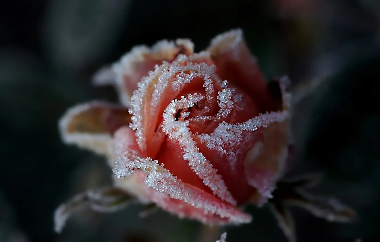 Photo wallpaper frost, roses, frost