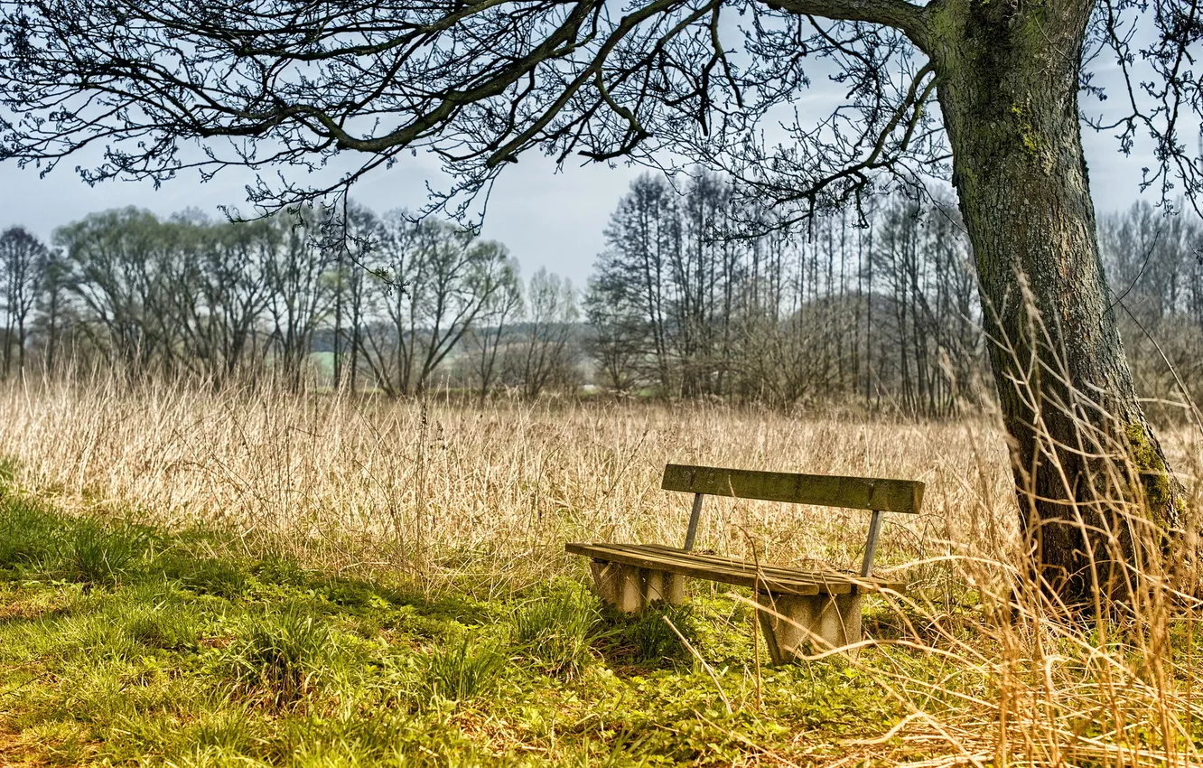 Photo wallpaper trees, landscape, nature, bench