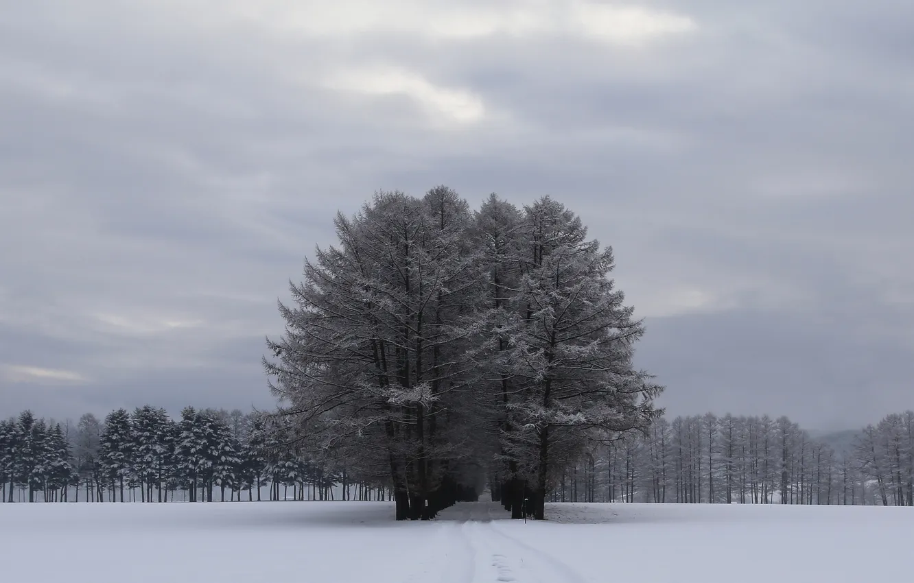 Photo wallpaper winter, forest, the sky, snow, trees, clouds, grey, glade