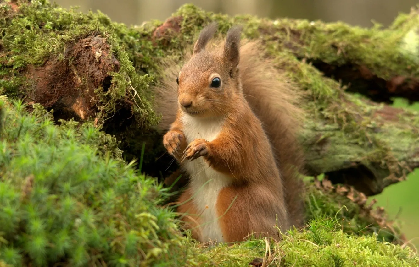 Photo wallpaper look, legs, protein, rodent