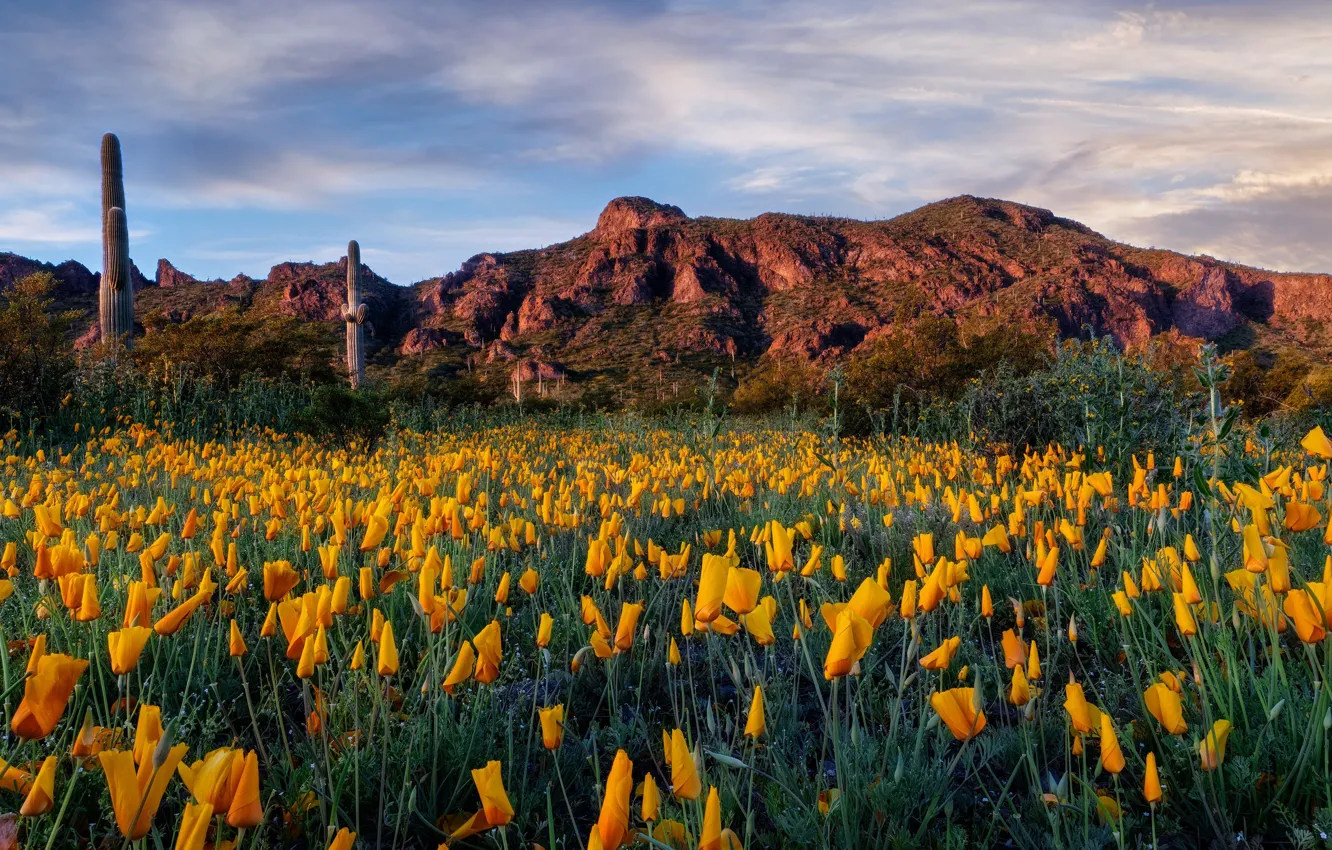 Photo wallpaper field, flowers, mountains, rocks, cactus, Escholzia