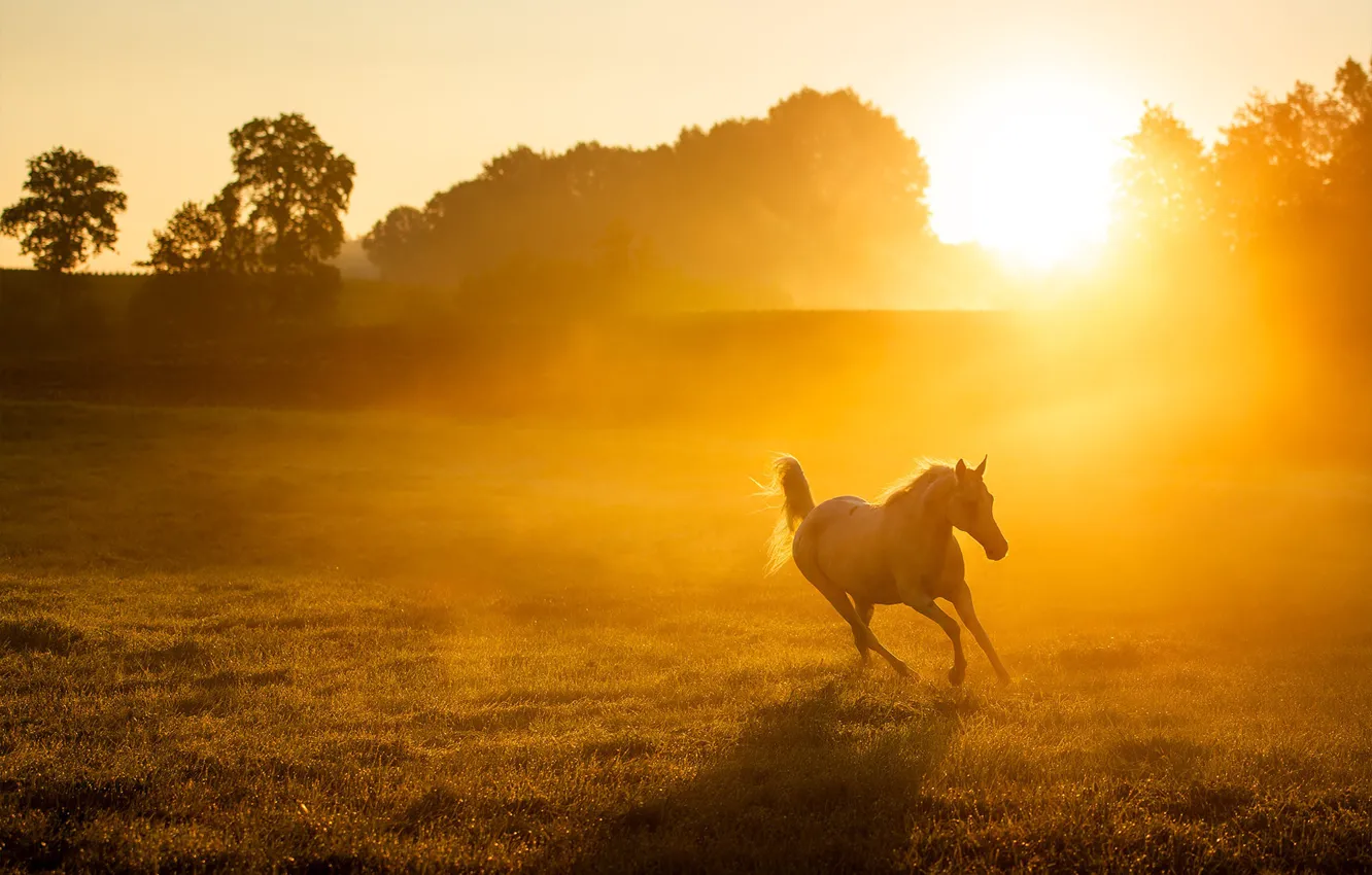 Photo wallpaper field, the sun, nature, fog, horse, dawn, horse, running