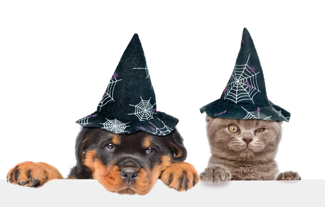 Photo wallpaper cat, dog, hat, white background, Halloween, cap