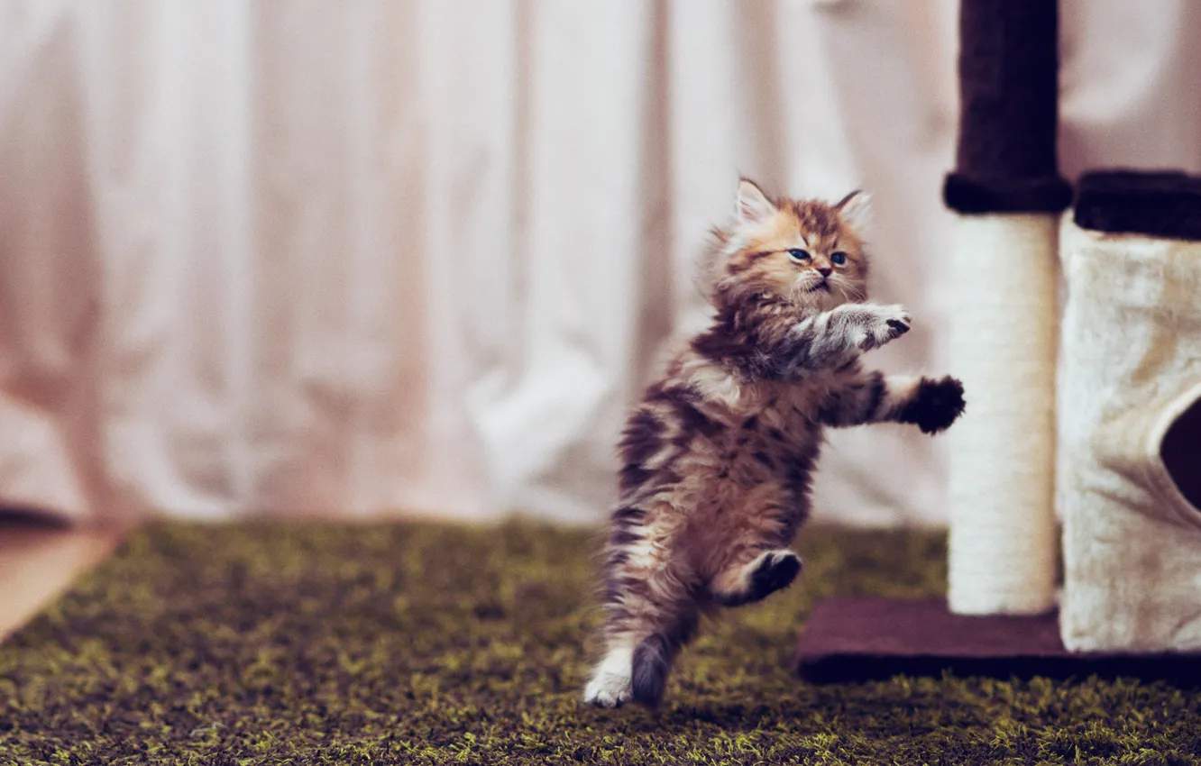 Photo wallpaper kitty, jump, Daisy, © Ben Torode