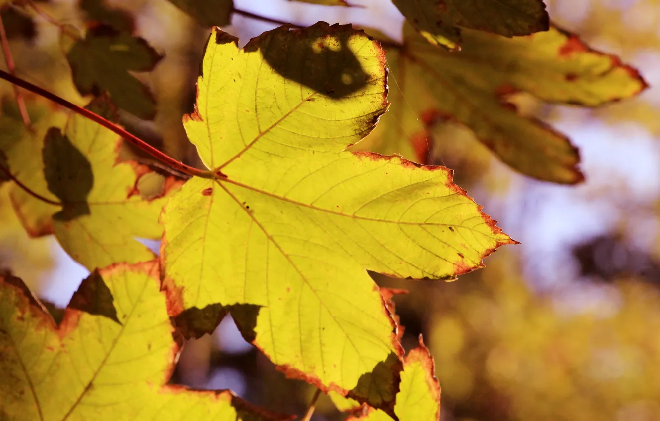 Photo wallpaper autumn, leaf, fall