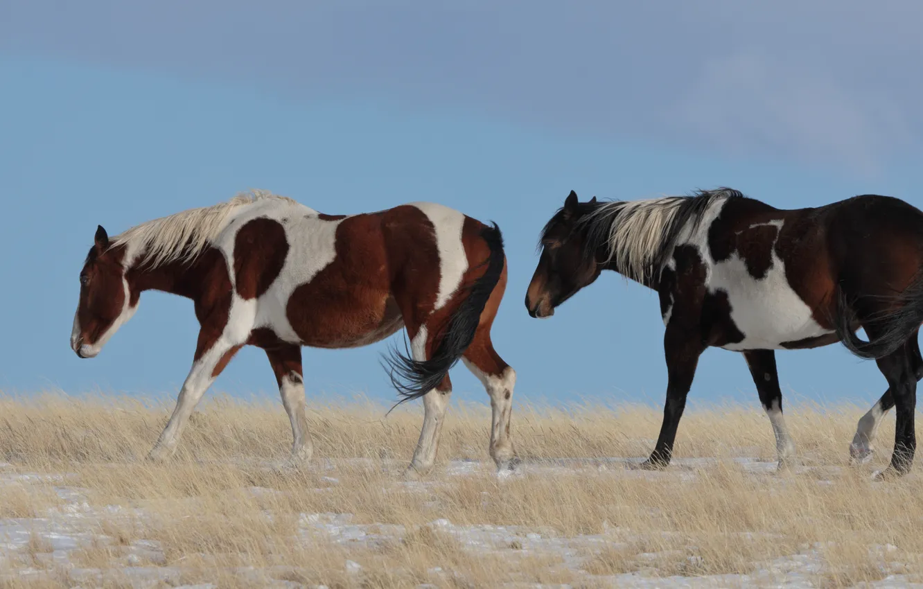 Photo wallpaper field, background, horse, horse, two, pair, walk, two horses