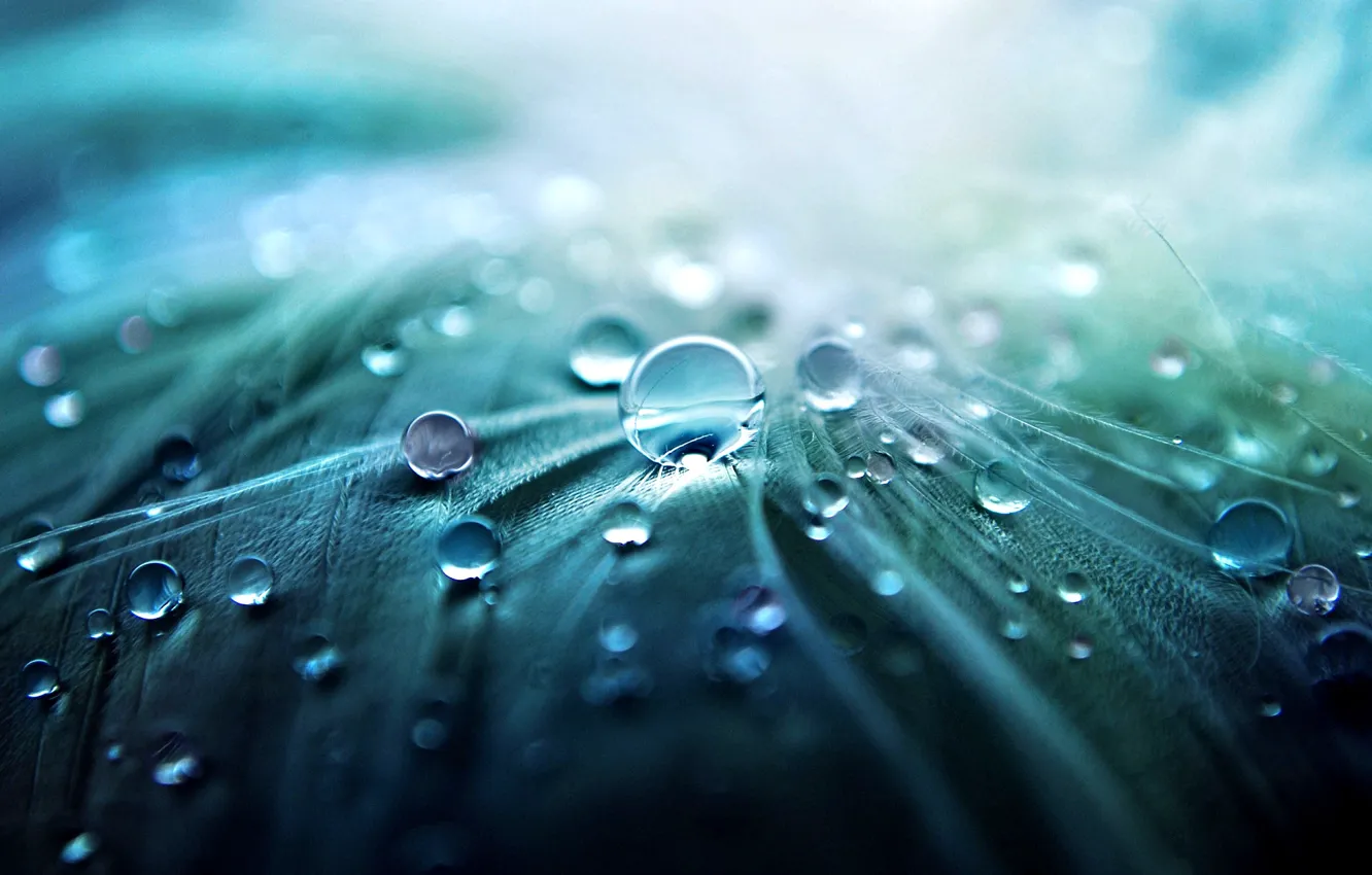 Photo wallpaper drops, macro, Rosa, background, Wallpaper, blur, feathers, picture