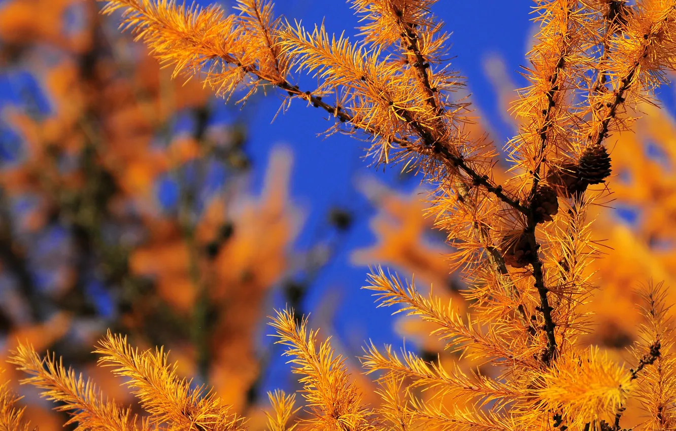 Photo wallpaper autumn, forest, the sky, needles, branch, bumps