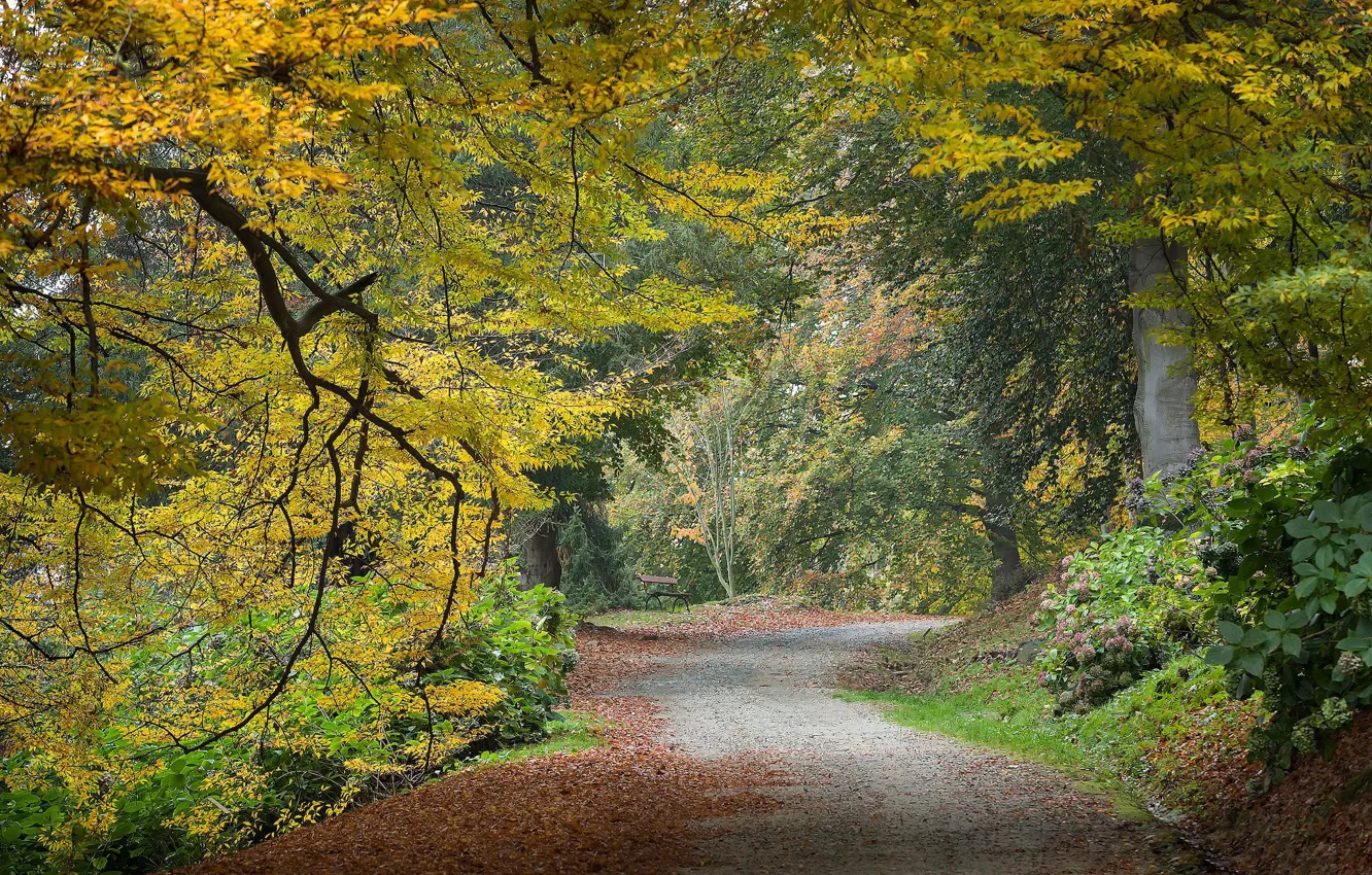 Photo wallpaper road, autumn, Park, foliage, bench