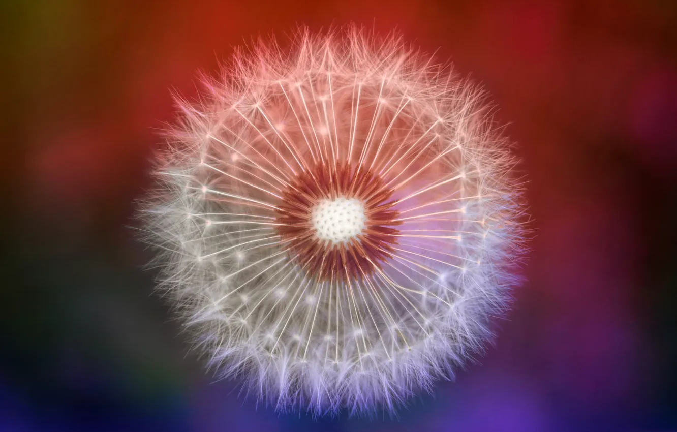 Photo wallpaper flowers, nature, dandelion, blade of grass