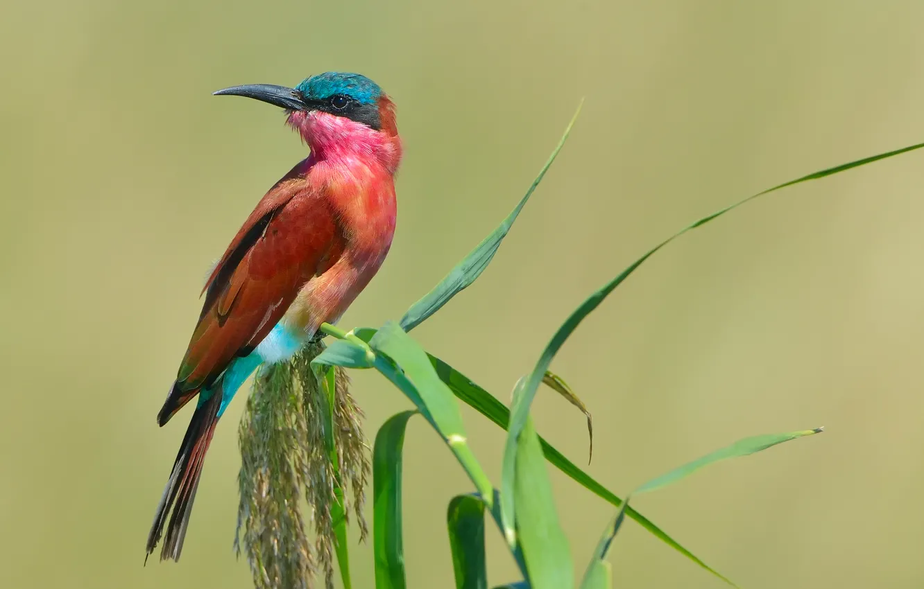 Photo wallpaper bird, pouloudi, schurka, formerly Carmine Bee-eater, Southern carmine bee-eater, Merops nubicoides