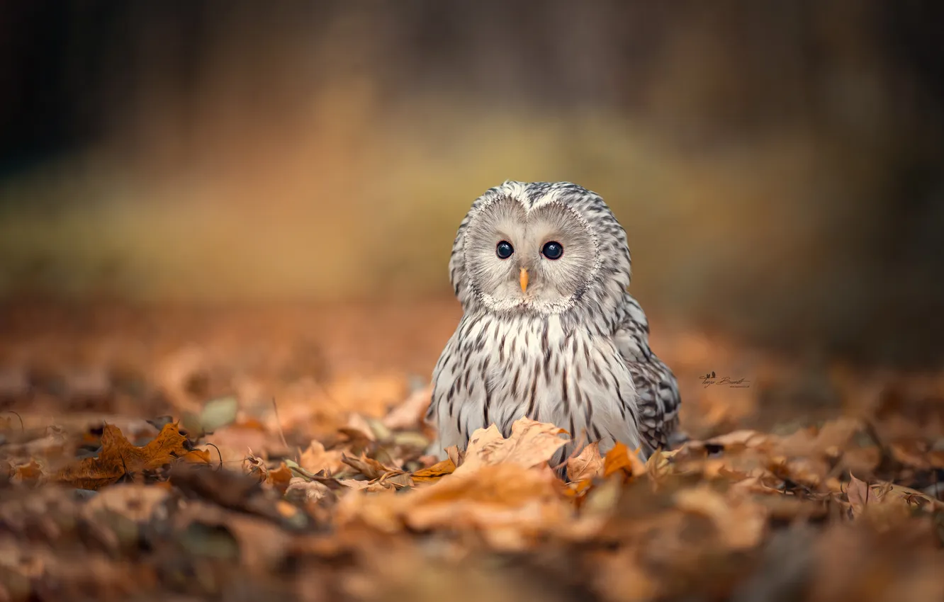 Photo wallpaper leaves, owl, bird, Chicks