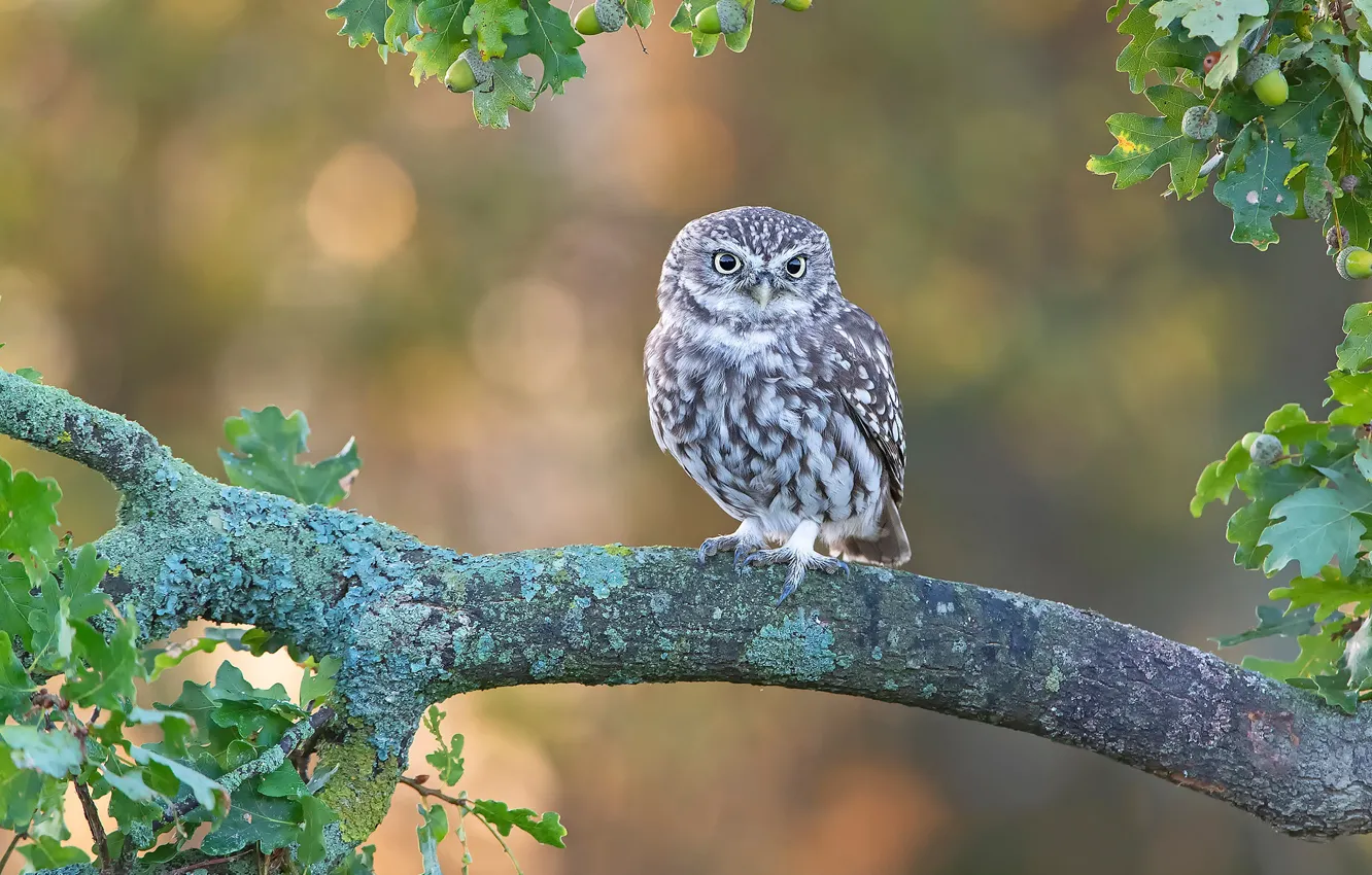 Photo wallpaper leaves, branches, background, owl, bird, acorns, oak, owl