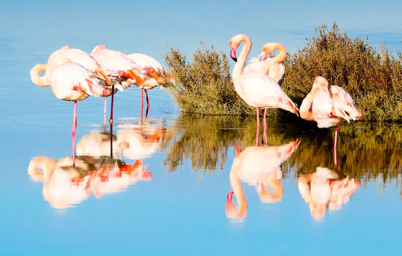 Photo wallpaper water, light, reflection, bird, pack, the bushes, Flamingo, pond