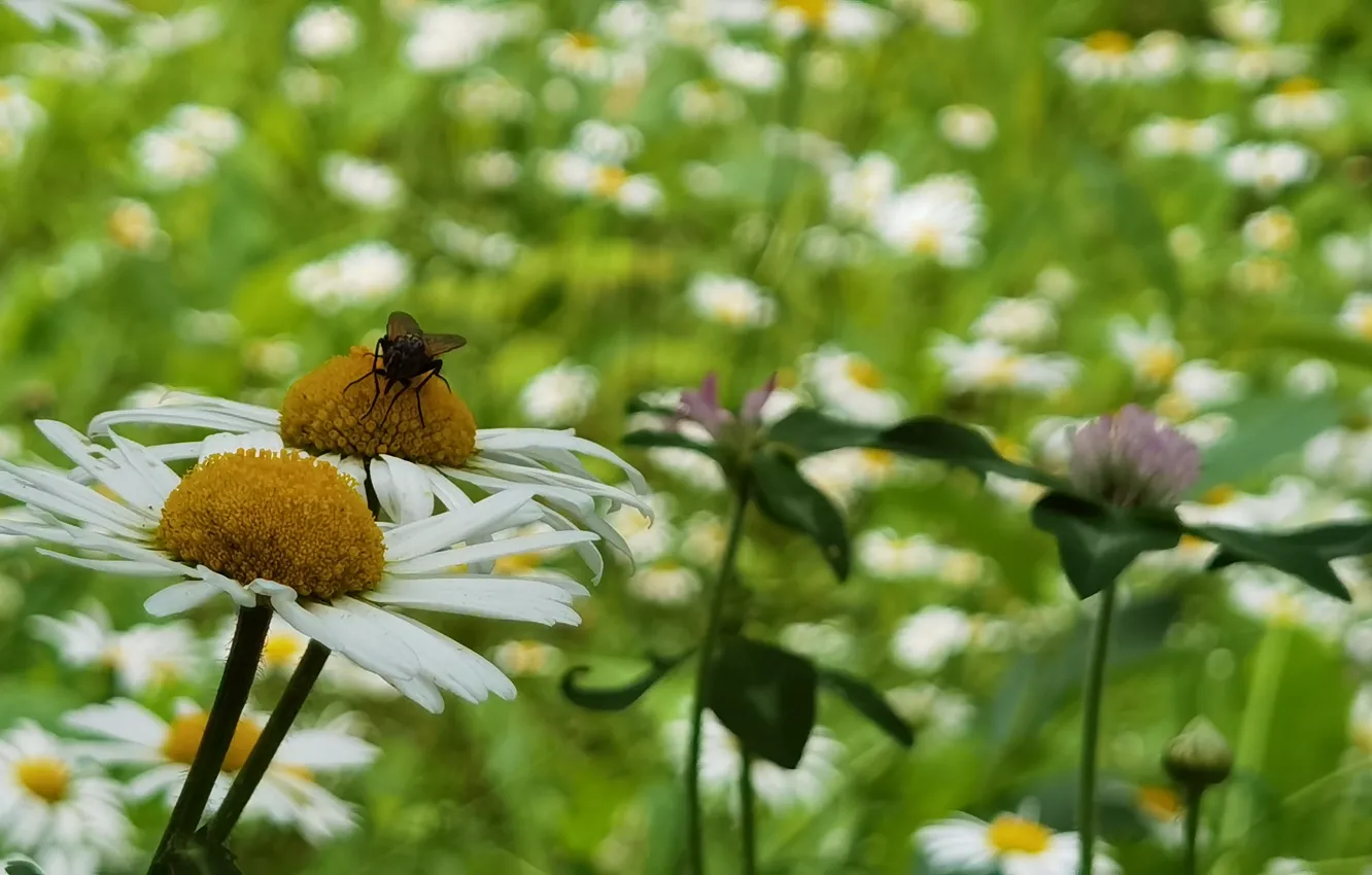 Photo wallpaper forest, flowers, chamomile