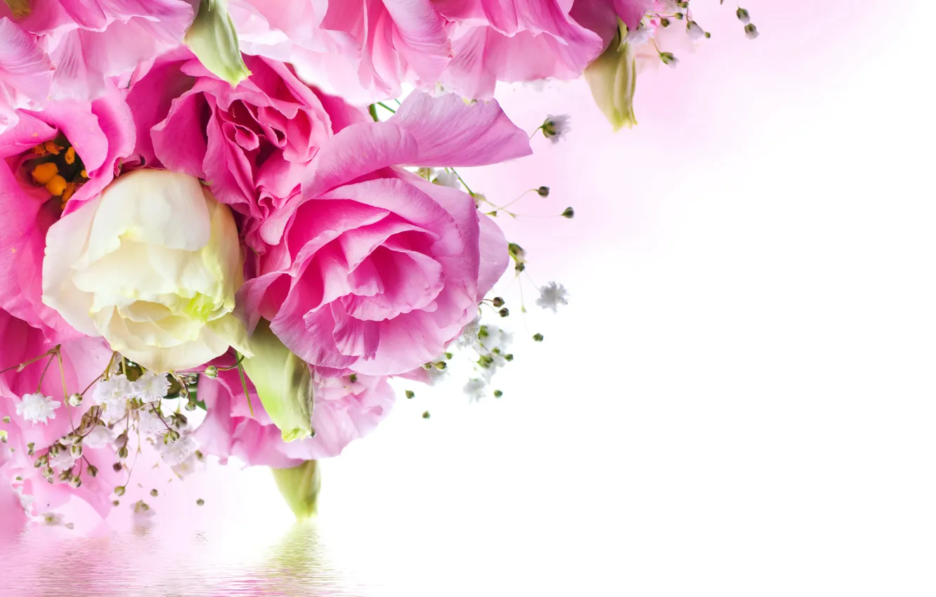 Photo wallpaper water, flowers, roses, gentle, pink, rose, water, beautiful