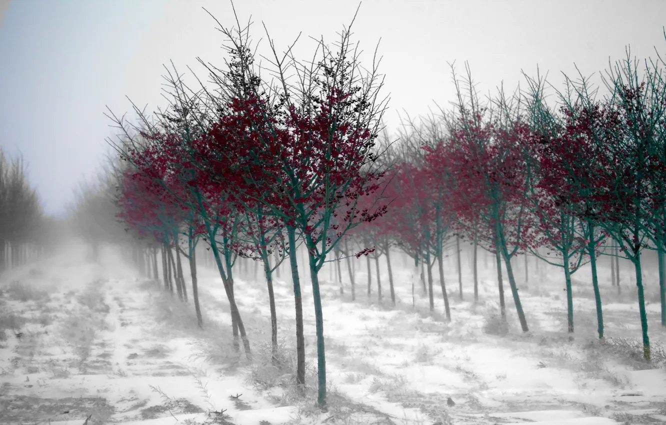Photo wallpaper trees, landscape, fog, garden