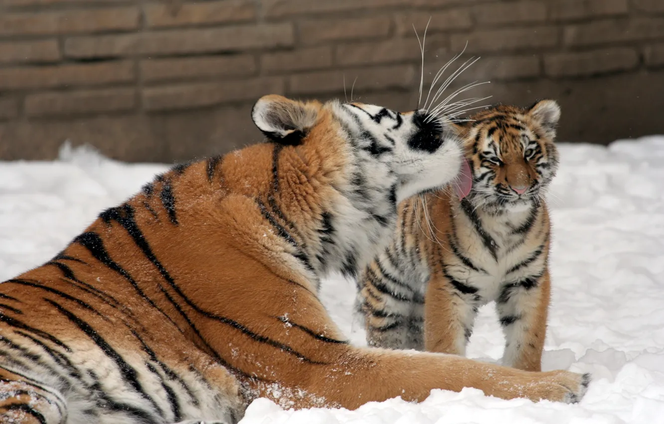 Photo wallpaper cat, snow, love, tiger, kiss, family, kitty, tigress