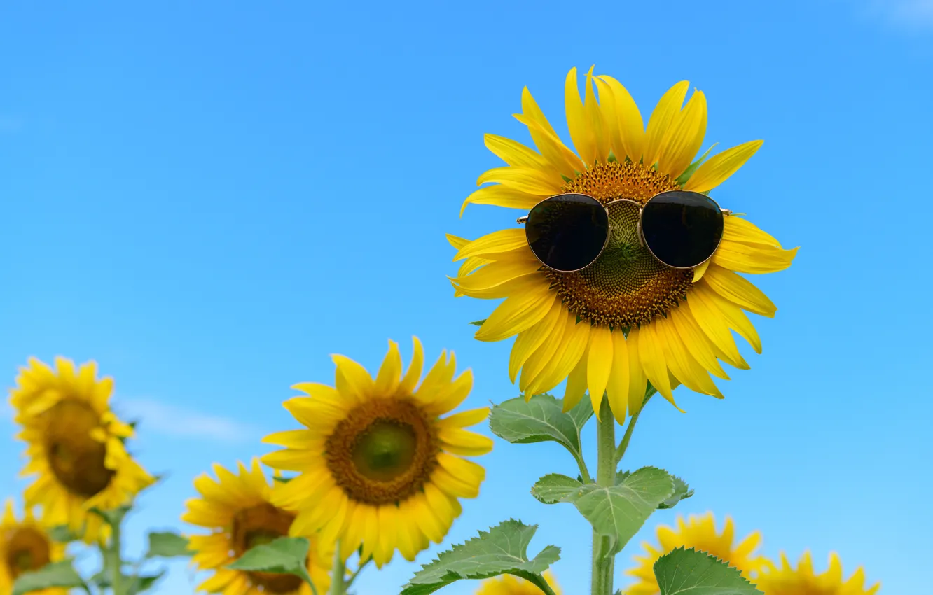 Photo wallpaper field, the sky, sunflowers, flowers, sunglasses