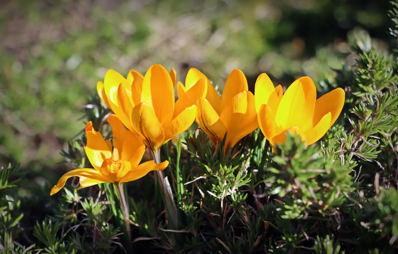 Photo wallpaper greens, light, flowers, yellow, spring, crocuses
