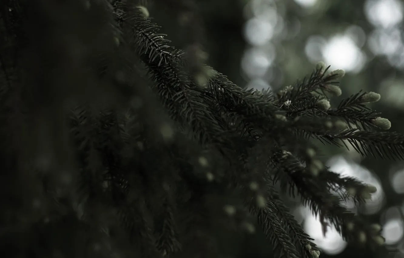 Photo wallpaper spruce, branch, needles