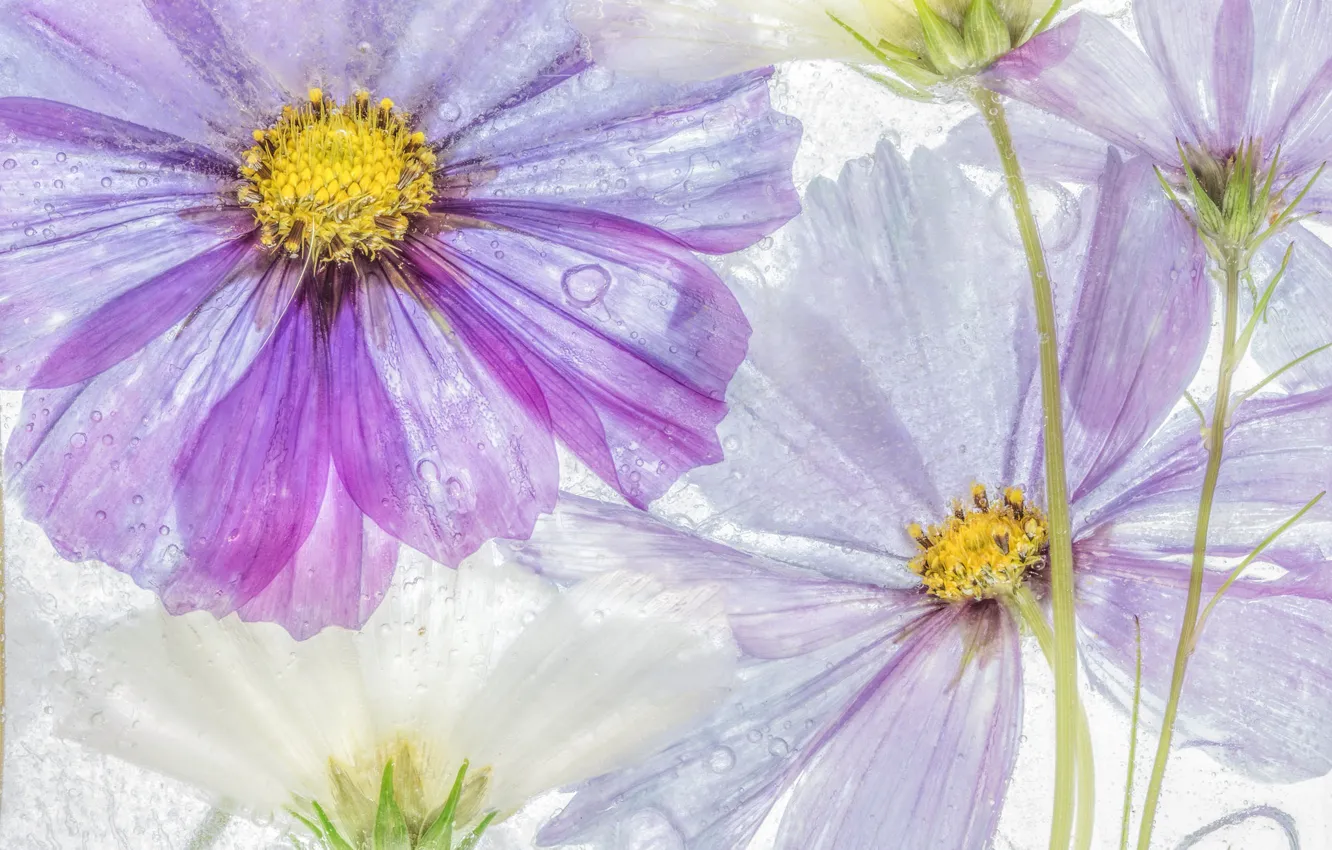 Photo wallpaper water, macro, kosmeya