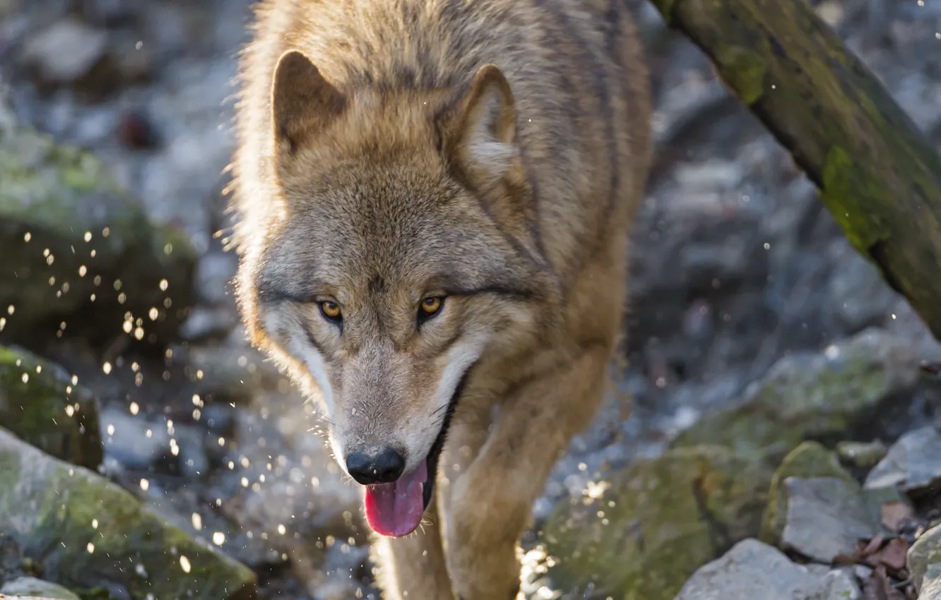 Photo wallpaper face, squirt, stones, wolf, predator, ©Tambako The Jaguar, yayk