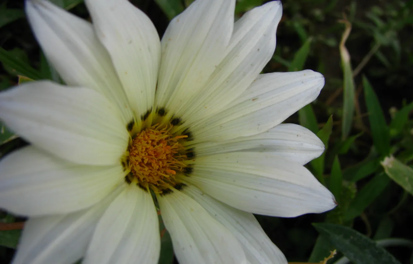 Photo wallpaper flower, picture, whit, bagh